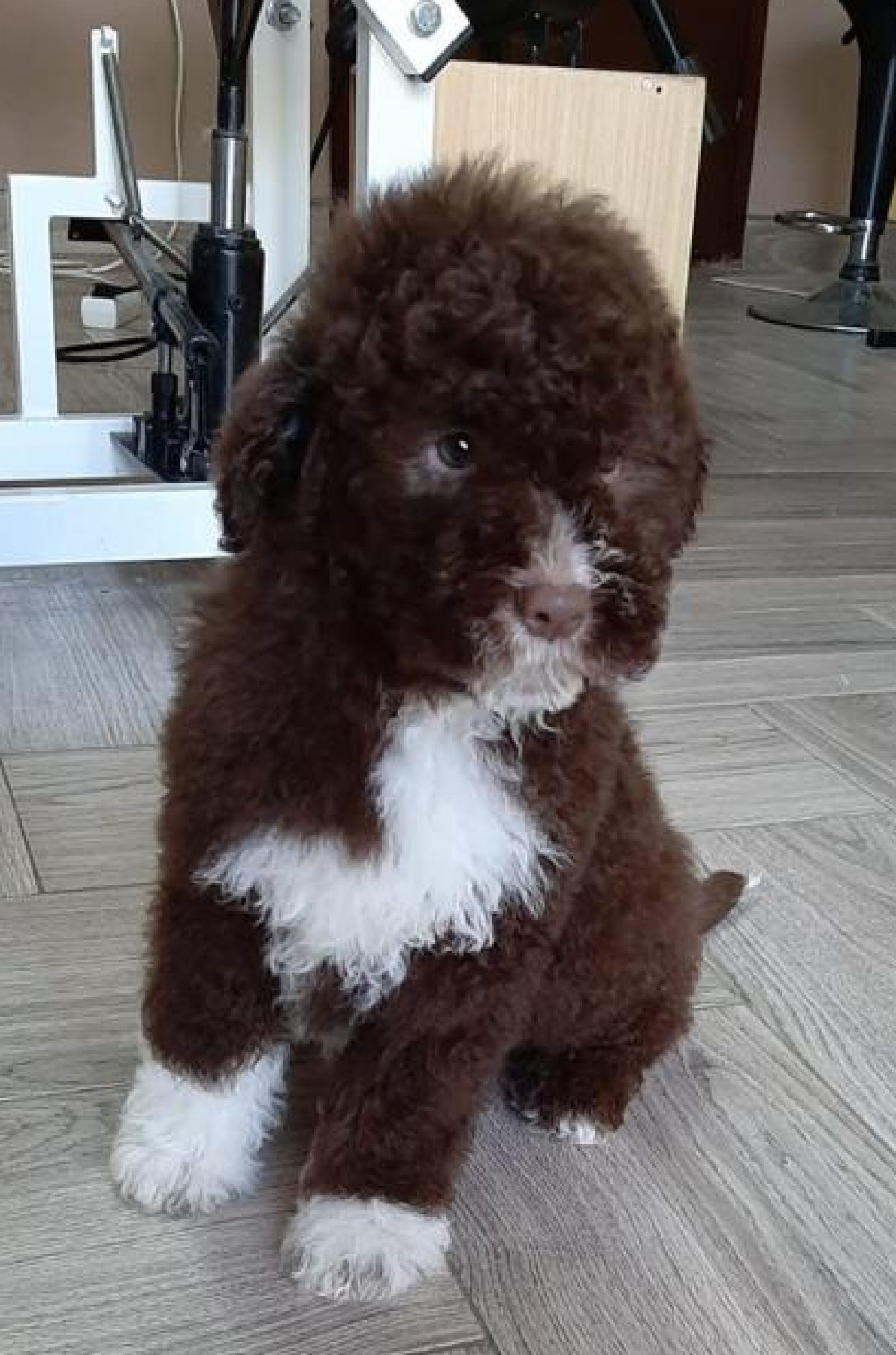 Neues Familienmitglied 